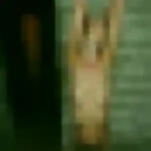 Urielle, 30 ans, connectée à Sainte-Marie-de-Cuines pour une rencontre coquine