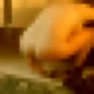 Charmante Karine, 35 ans à Saligny-sur-Roudon - la contacter
